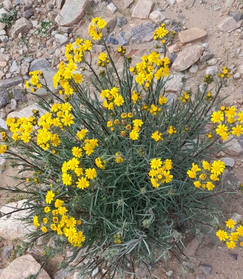 Senecio clivicola habit