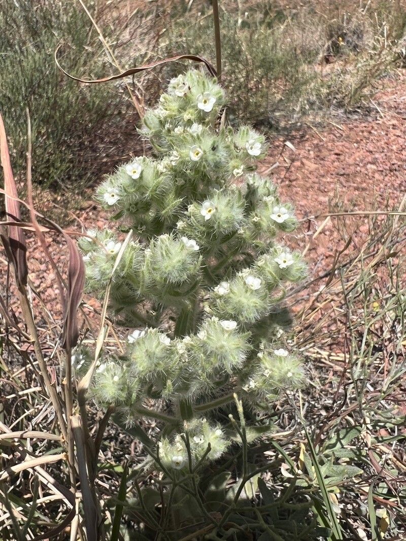 Cryptantha thyrsiflora — search result for 'Cryptantha'
