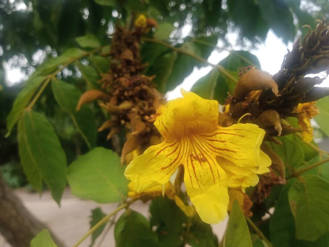 Markhamia tomentosa flower