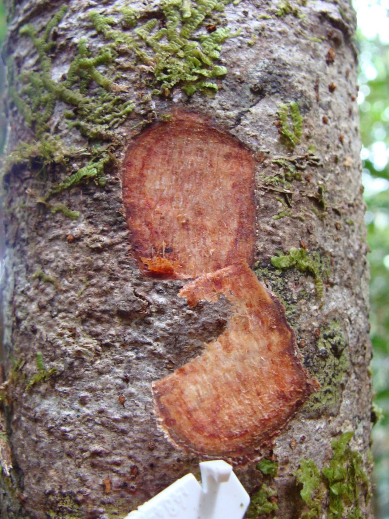 Acropogon grandiflorus bark