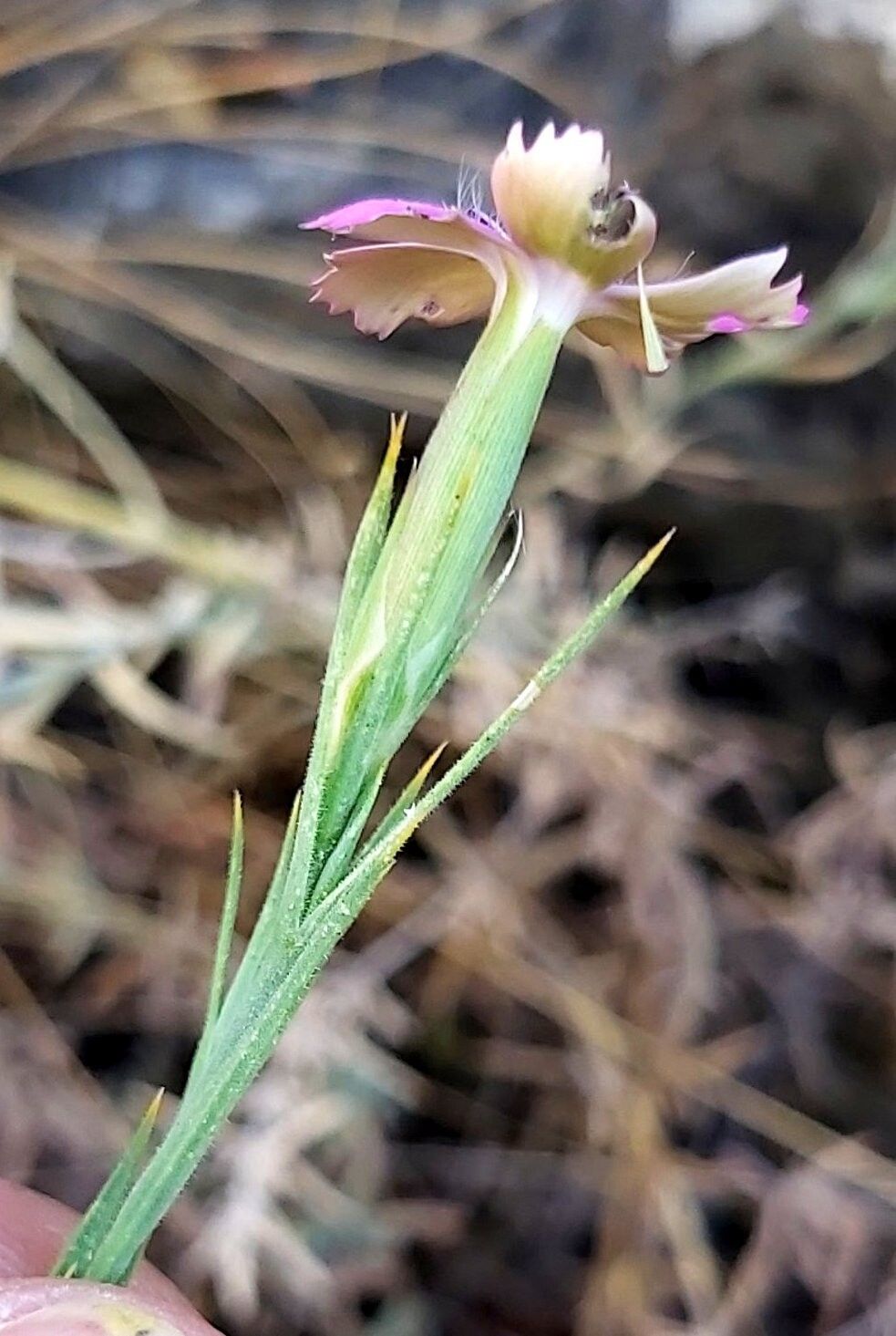 Dianthus roseoluteus — houseplant care guide