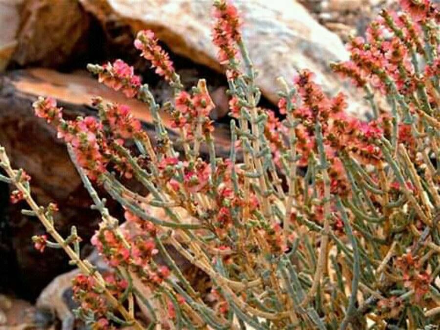Anabasis articulata flower