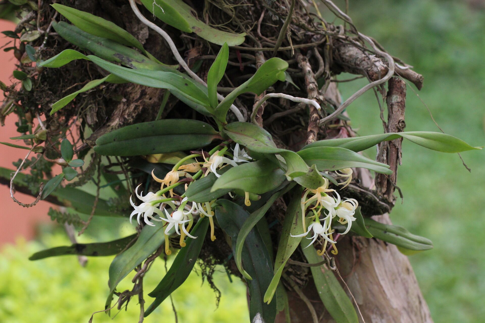 Cyrtorchis hamata habit