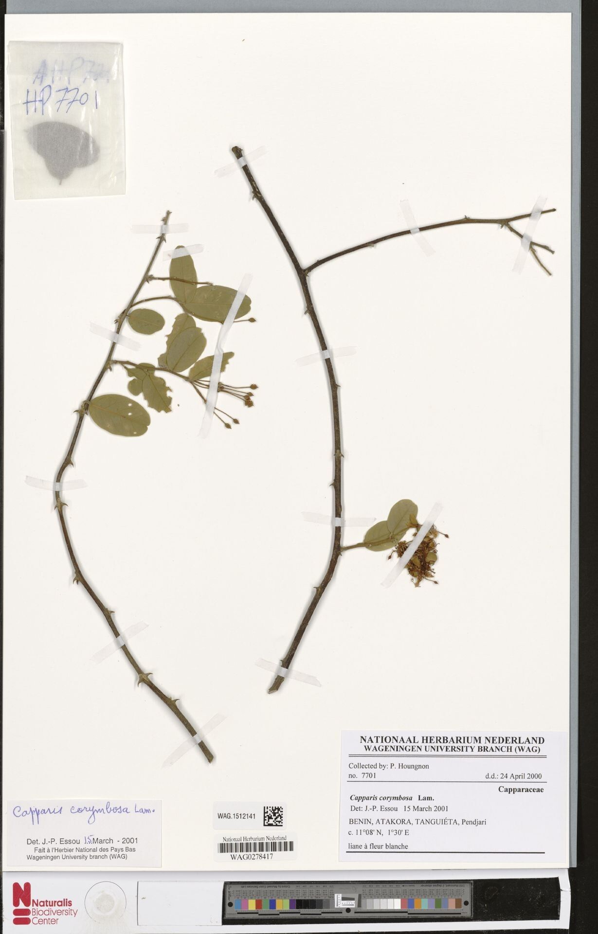 Capparis corymbosa — search result for 'Capparis'