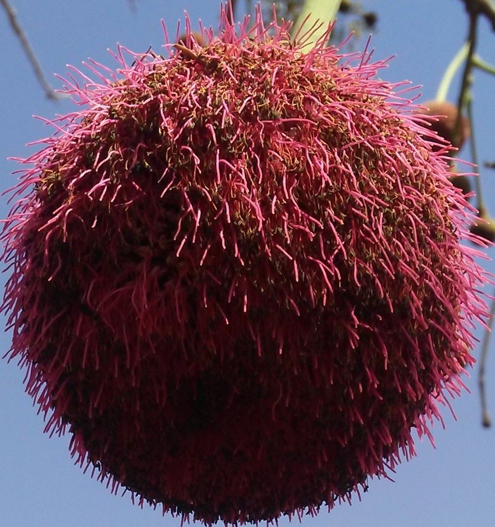 Parkia biglobosa flower