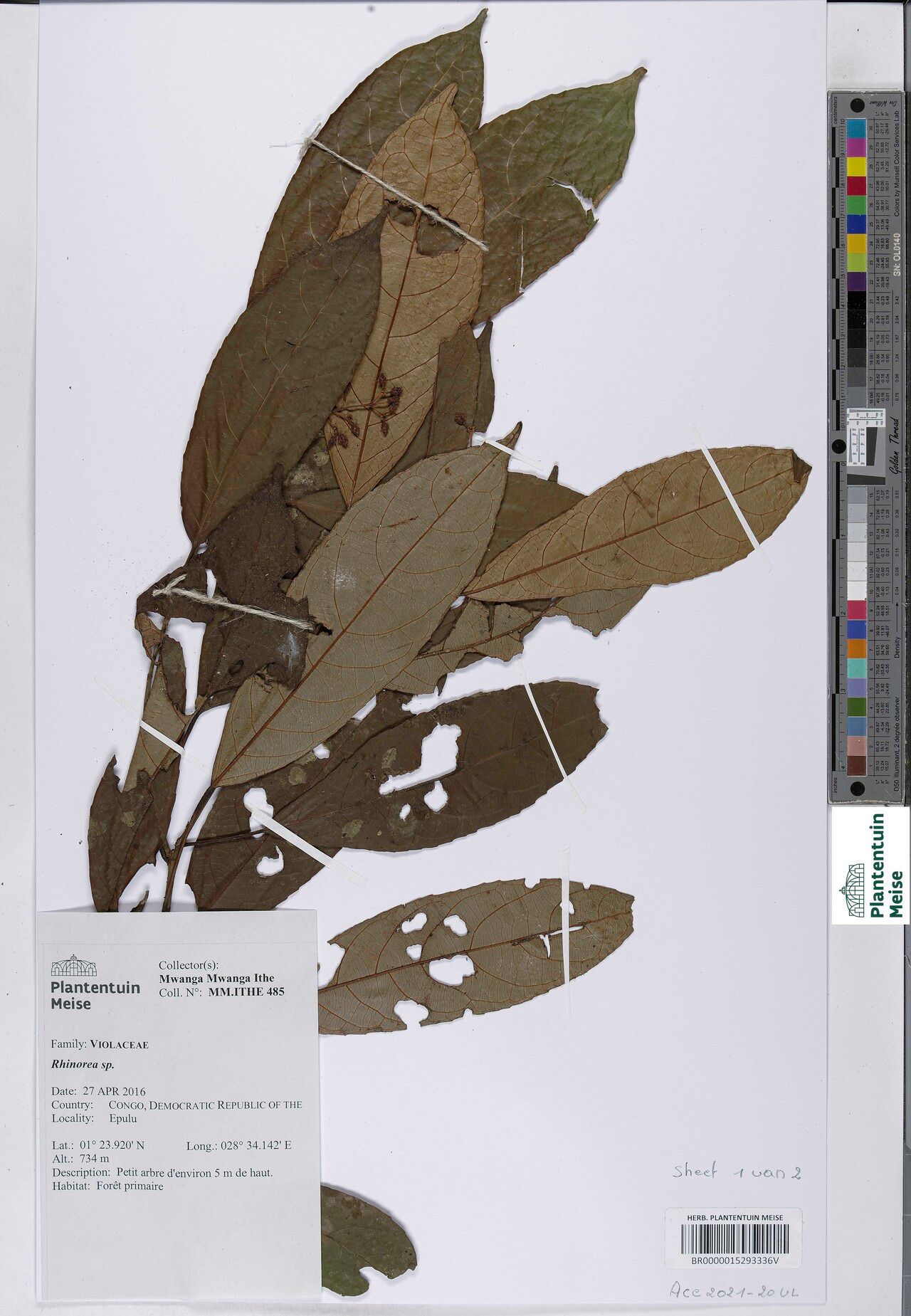 Rinorea mildbraedii — houseplant care guide