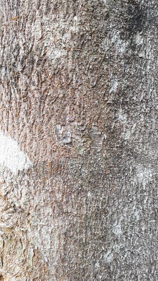 Inga chocoensis bark