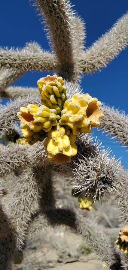 Cylindropuntia bigelovii fruit