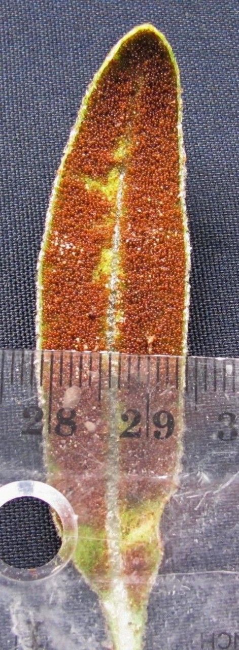 Elaphoglossum muscosum other