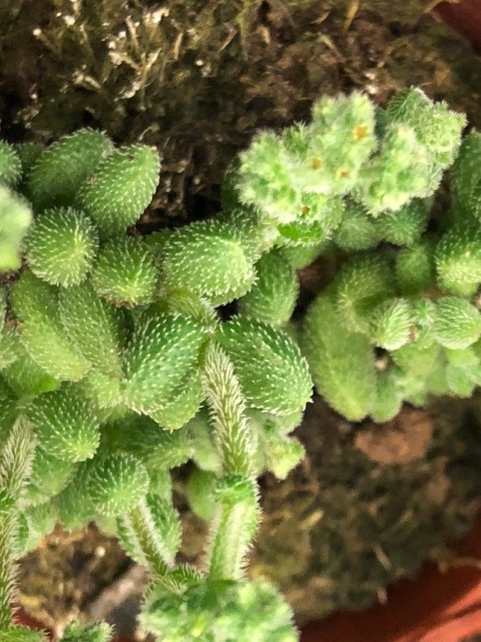 Herniaria hirsuta — search result for 'Morocco'