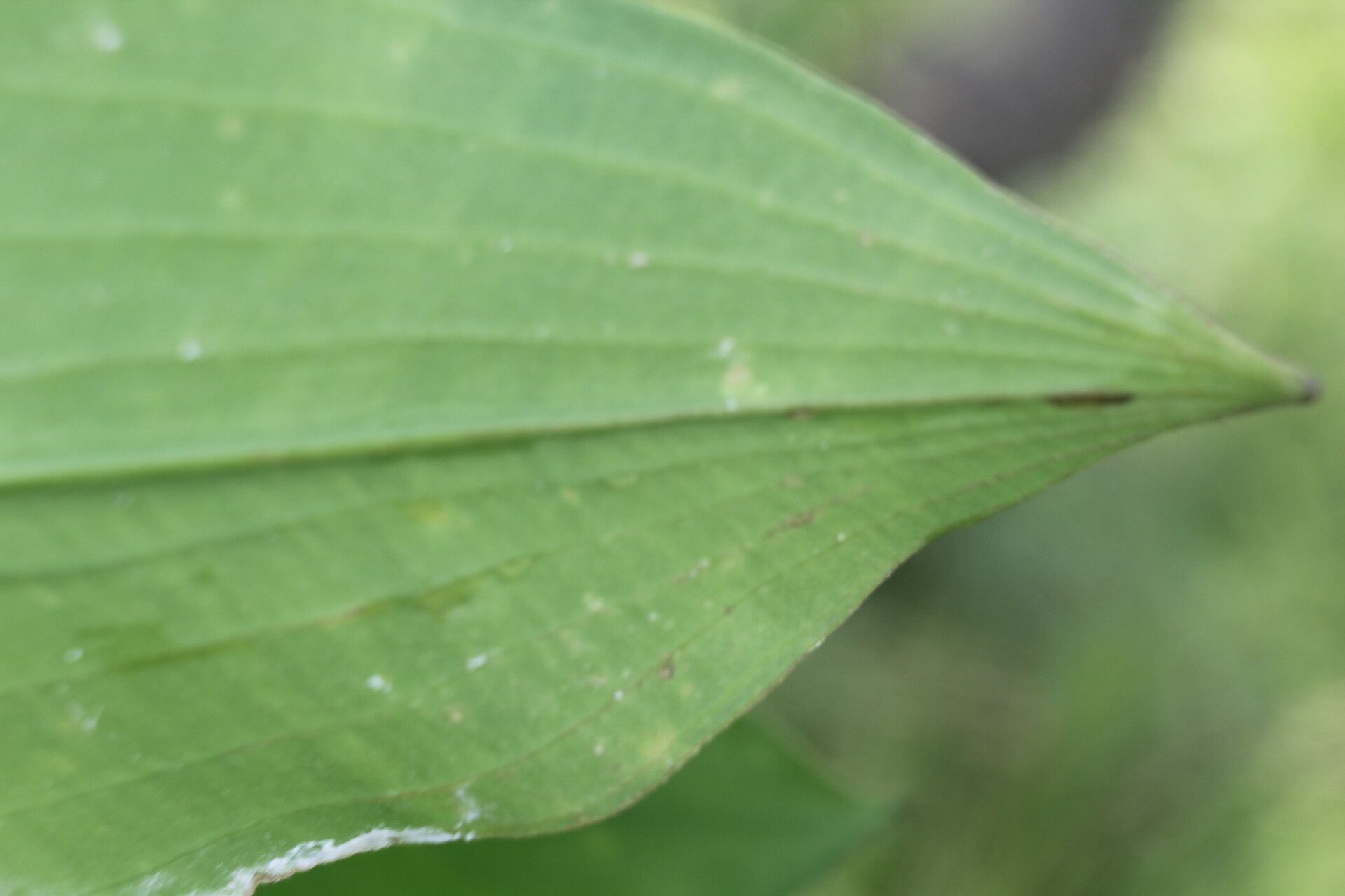 Limnocharis laforestii leaf