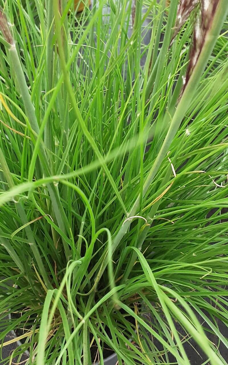 Cenchrus hohenackeri — houseplant care guide