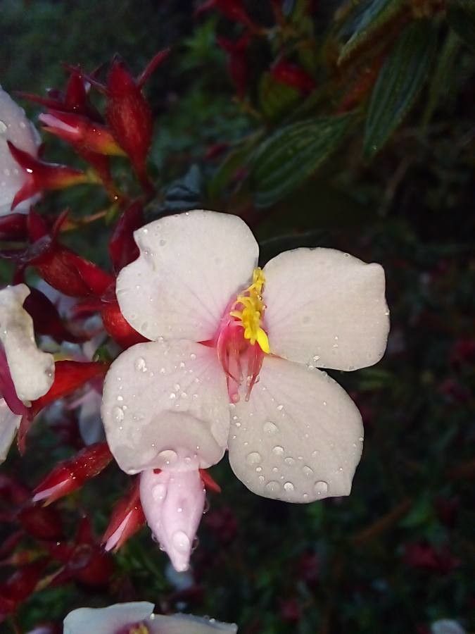 Monochaetum floribundum flower