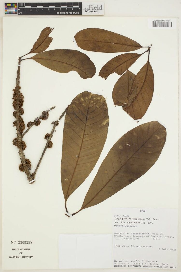 Chrysophyllum amazonicum — related species from the same genus