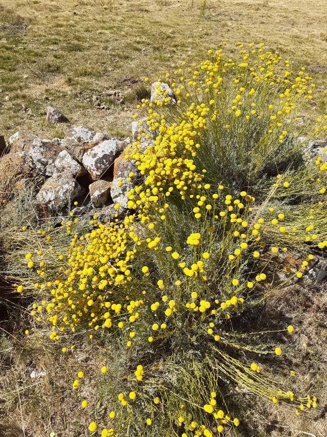 Santolina oblongifolia habit