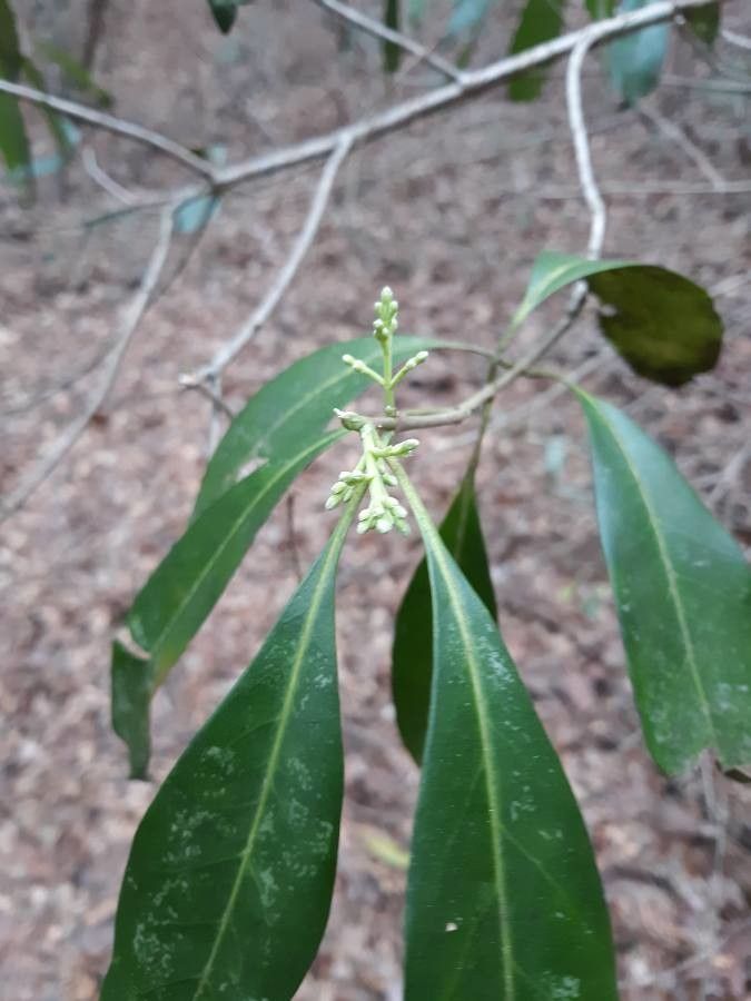 Osmanthus americanus flower