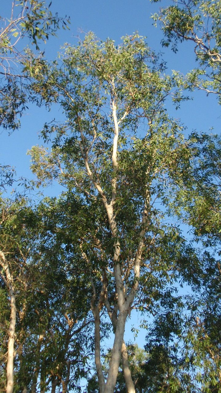 Melaleuca leucadendra — flood tolerant houseplant