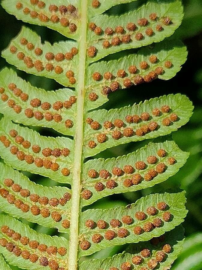 Sphaeropteris cooperi fruit