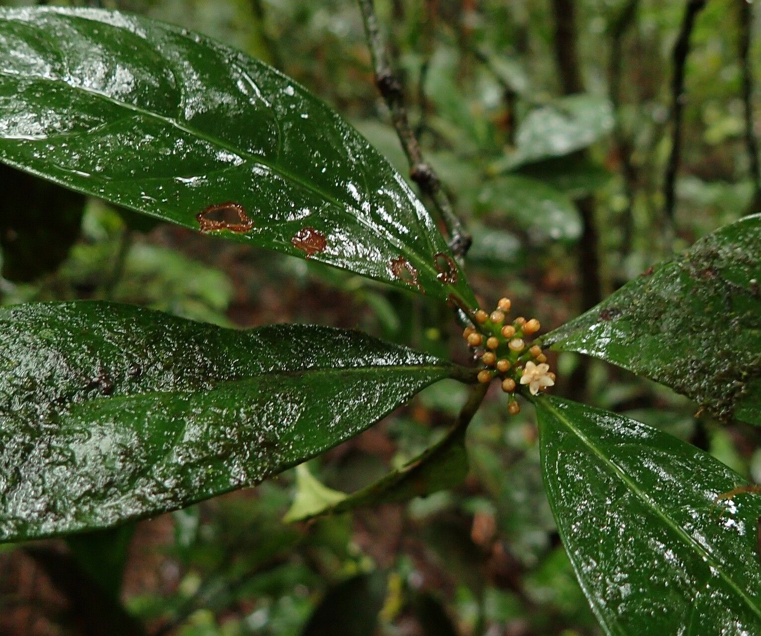 Psychotria dewildei — houseplant care guide