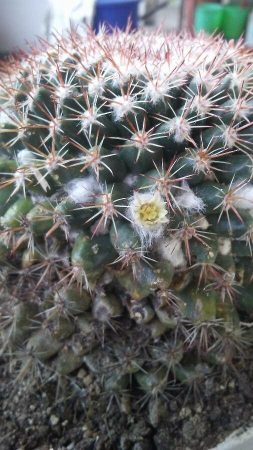 Mammillaria heyderi flower