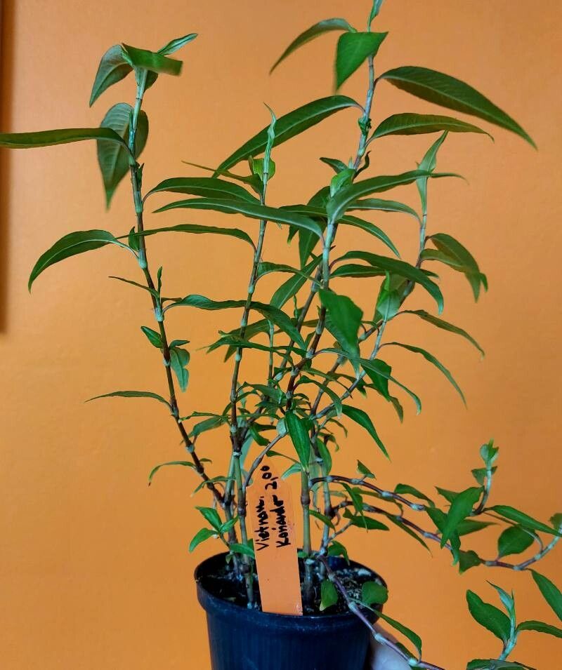 Persicaria odorata habit