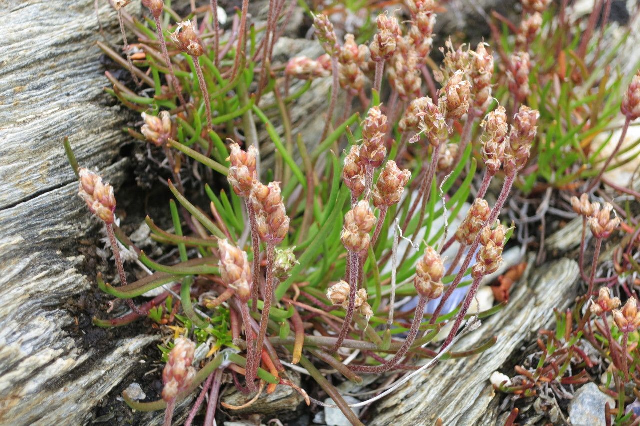 Plantago barbata habit