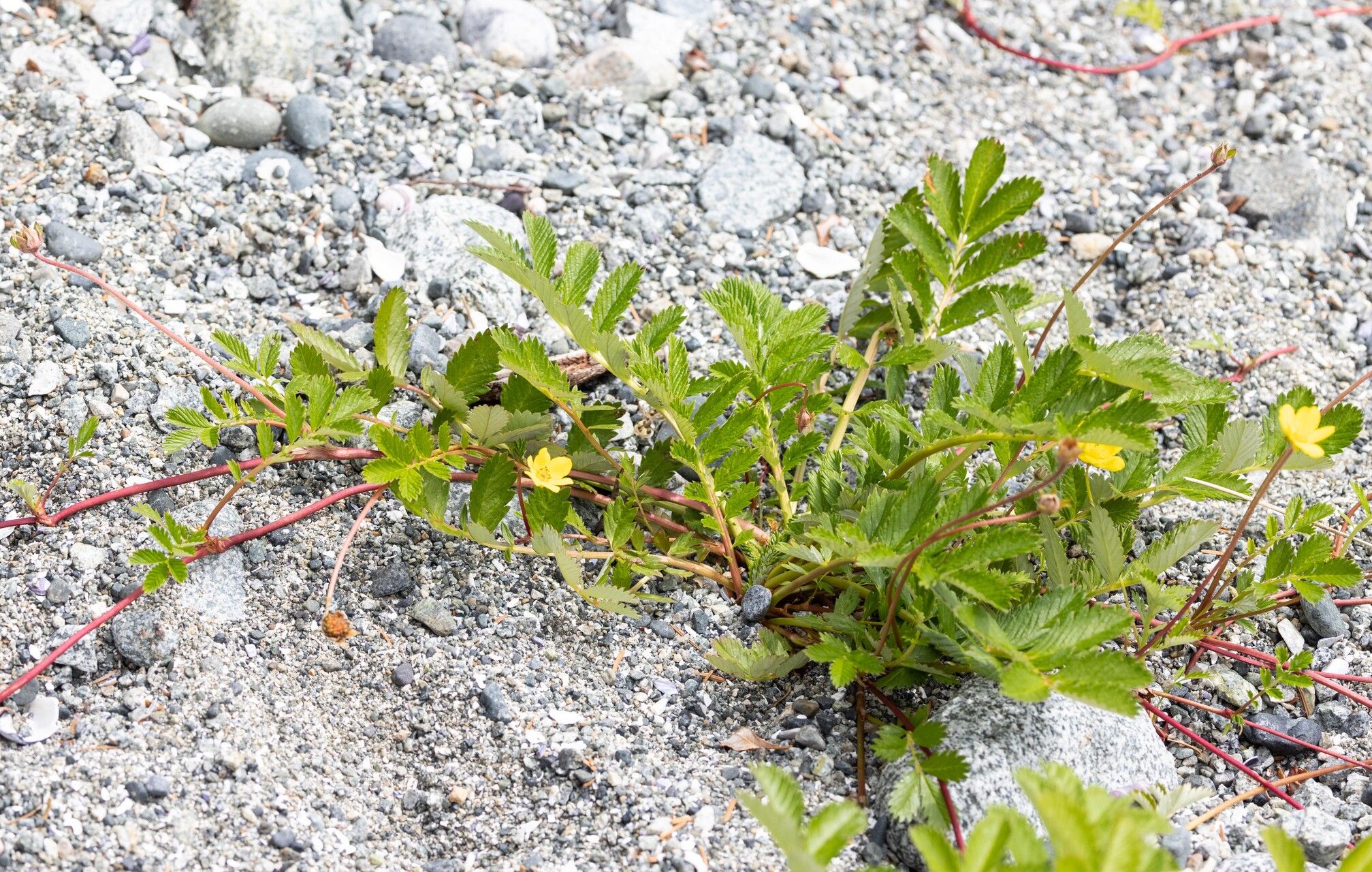 Argentina pacifica — houseplant care guide