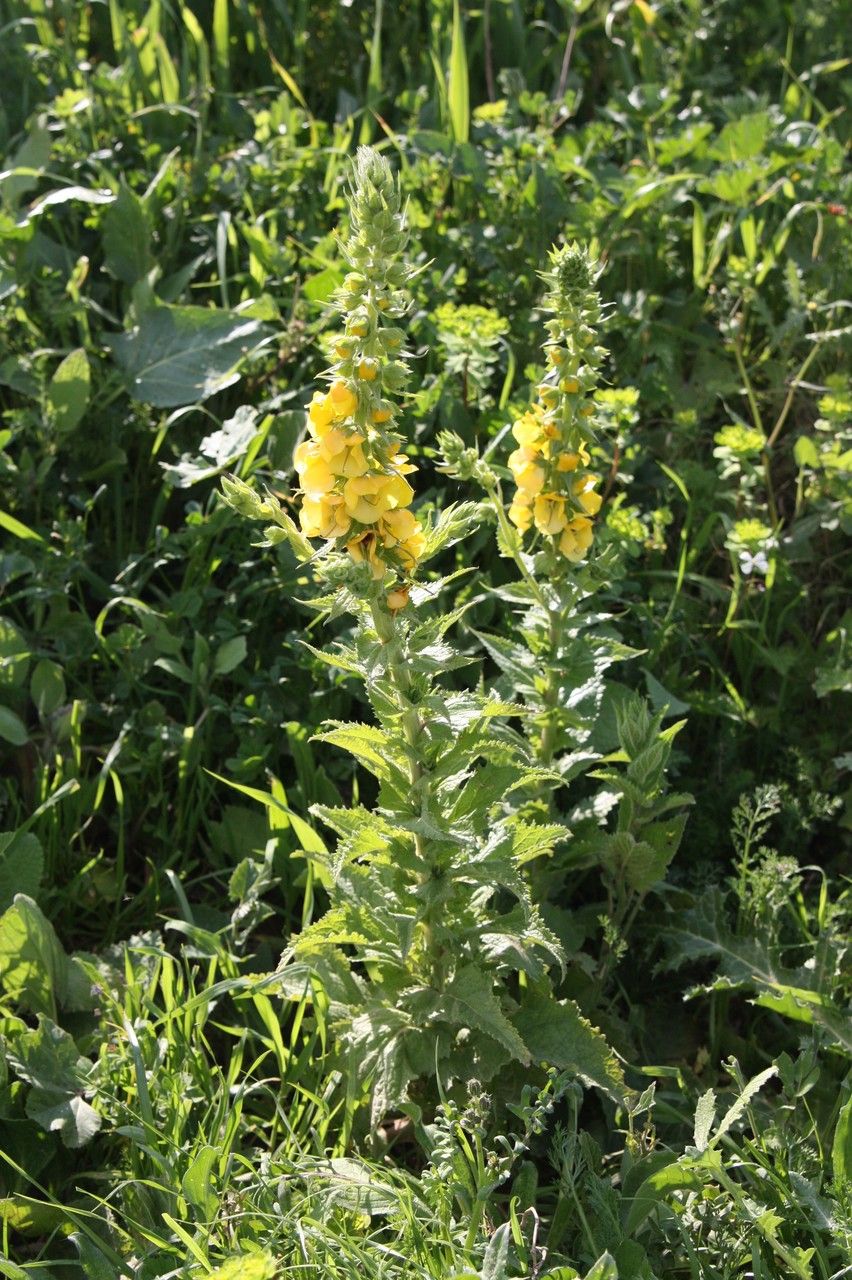 Verbascum creticum flower