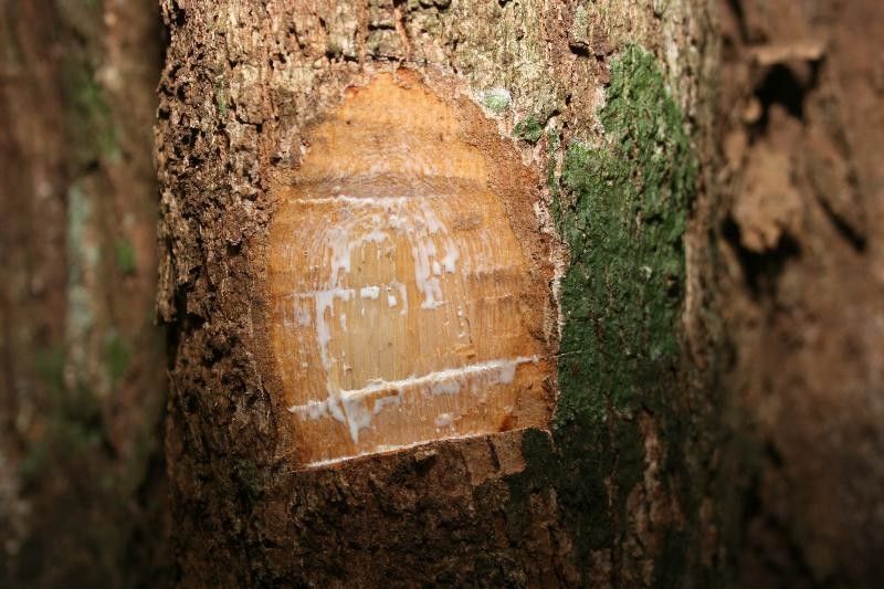 Pouteria egregia other