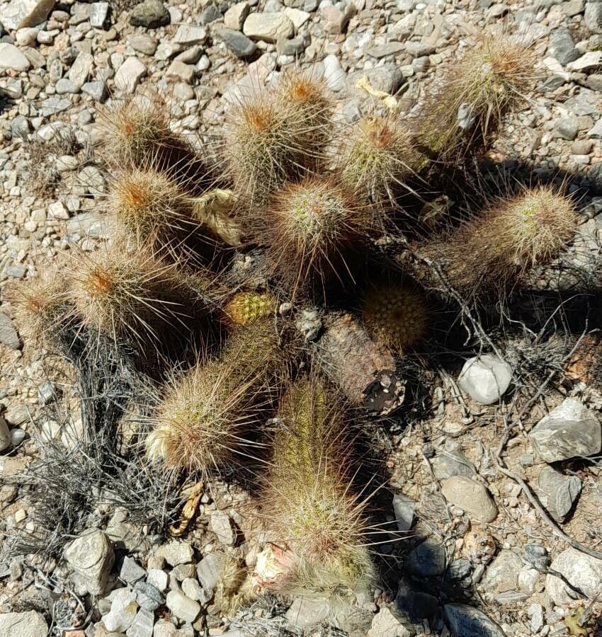 Echinopsis strigosa leaf