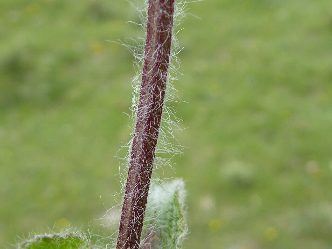 Stachys heraclea bark
