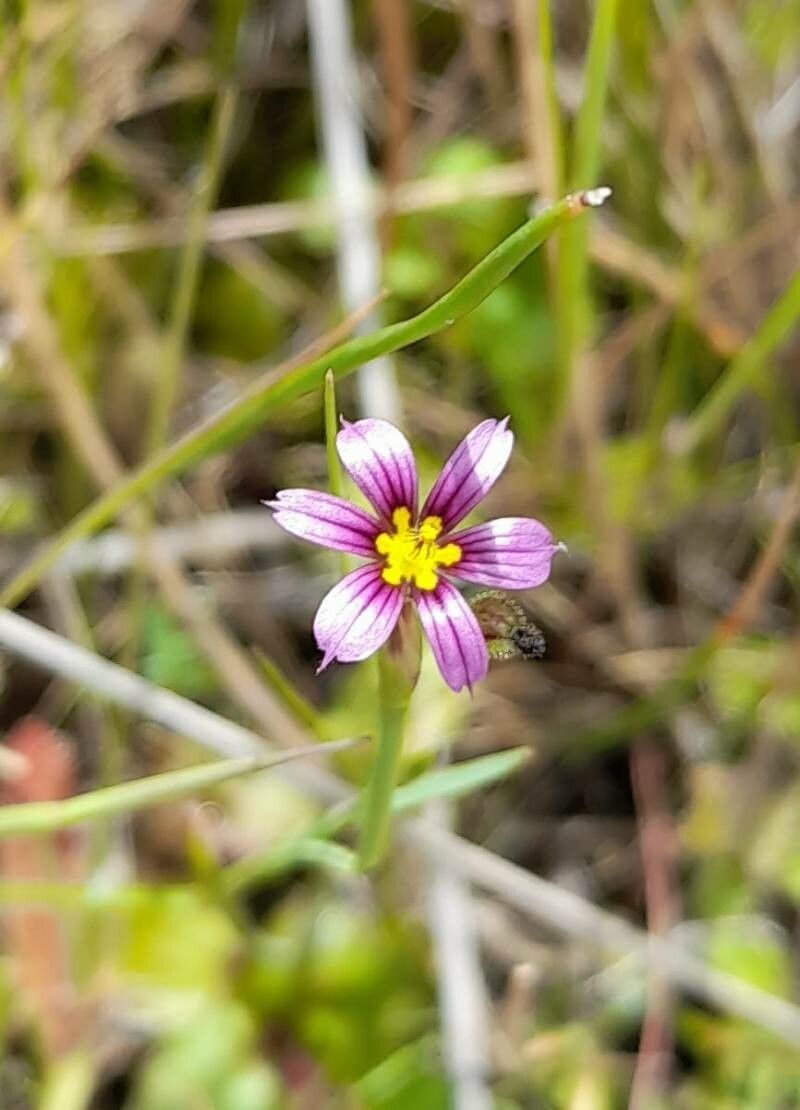 Sisyrinchium minutiflorum — search result for 'Sisyrinchium'