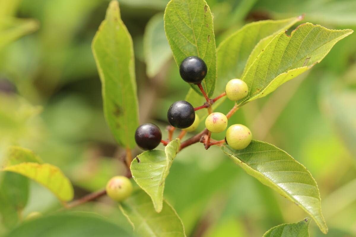 Frangula crenata — search result for 'Frangula'