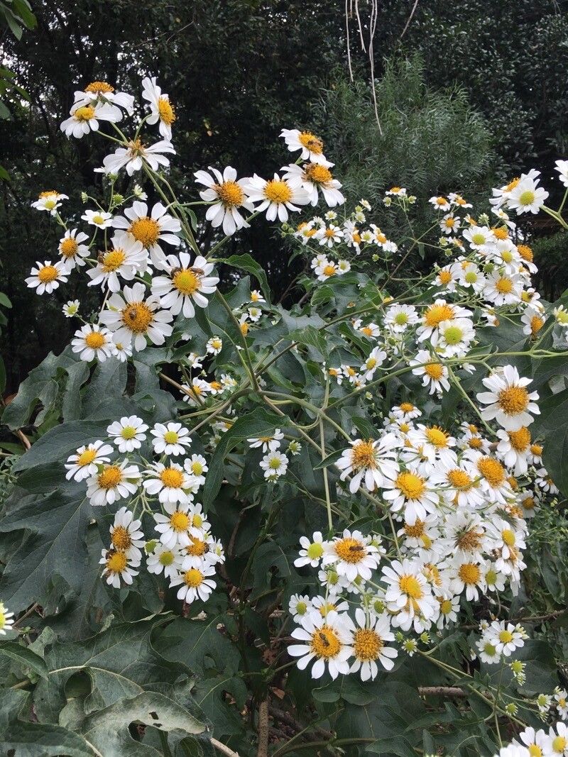 Montanoa bipinnatifida flower