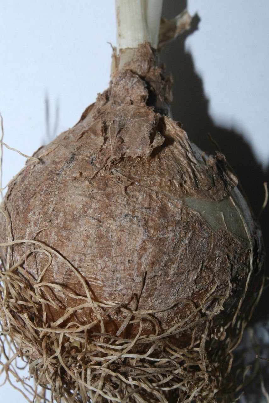 Dipcadi fulvum fruit