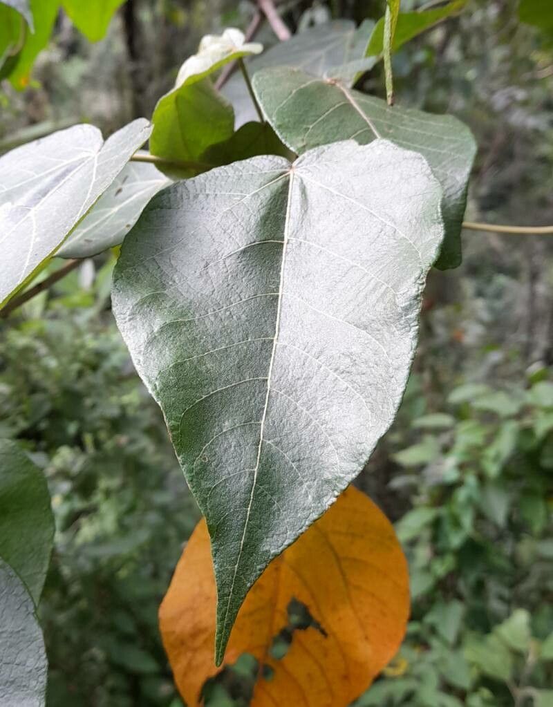 Croton piluliferus — houseplant care guide