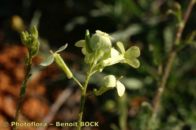 Sisymbrium crassifolium other