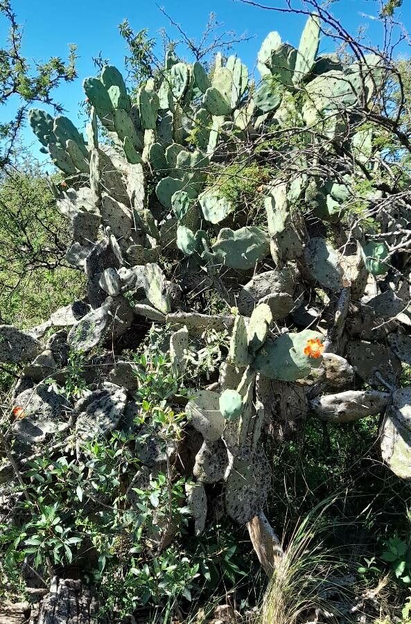 Opuntia quimilo habit