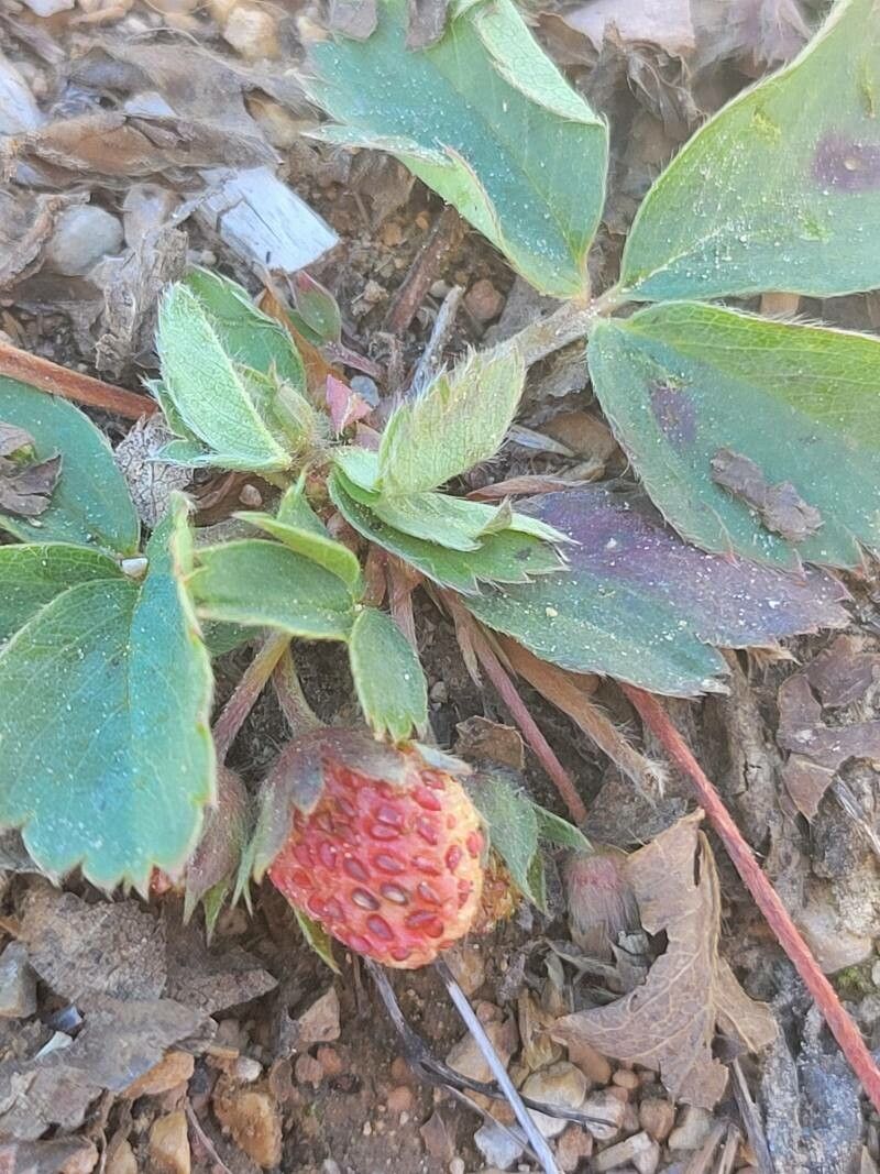 Fragaria virginiana fruit