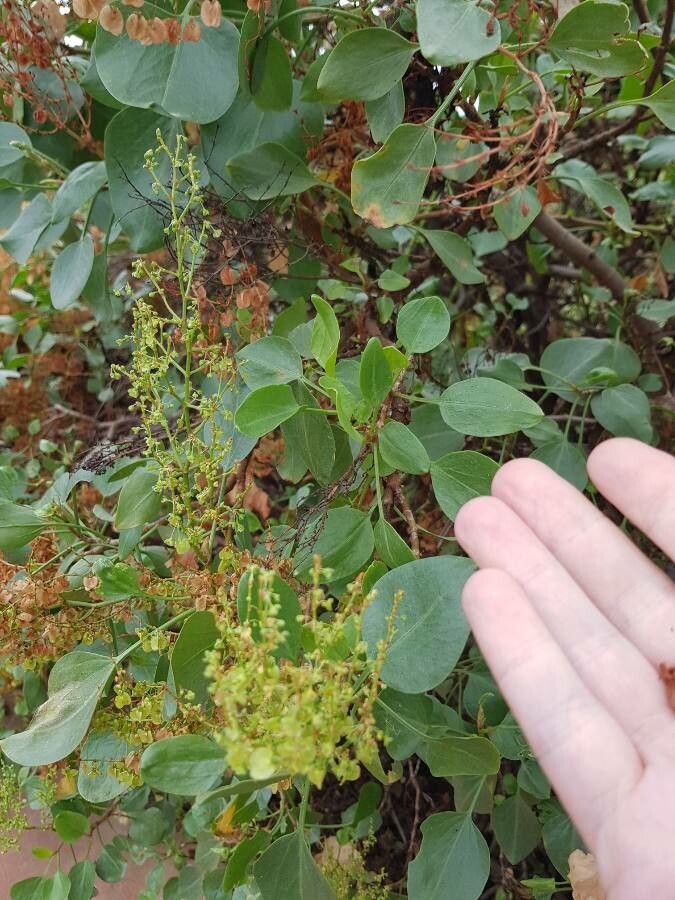 Rumex lunaria fruit