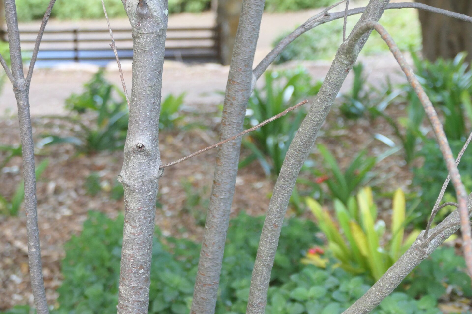 Faurea macnaughtonii bark