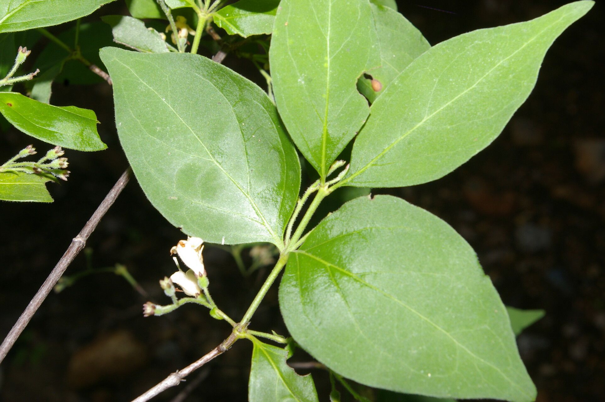 Chiococca semipilosa — related species from the same genus