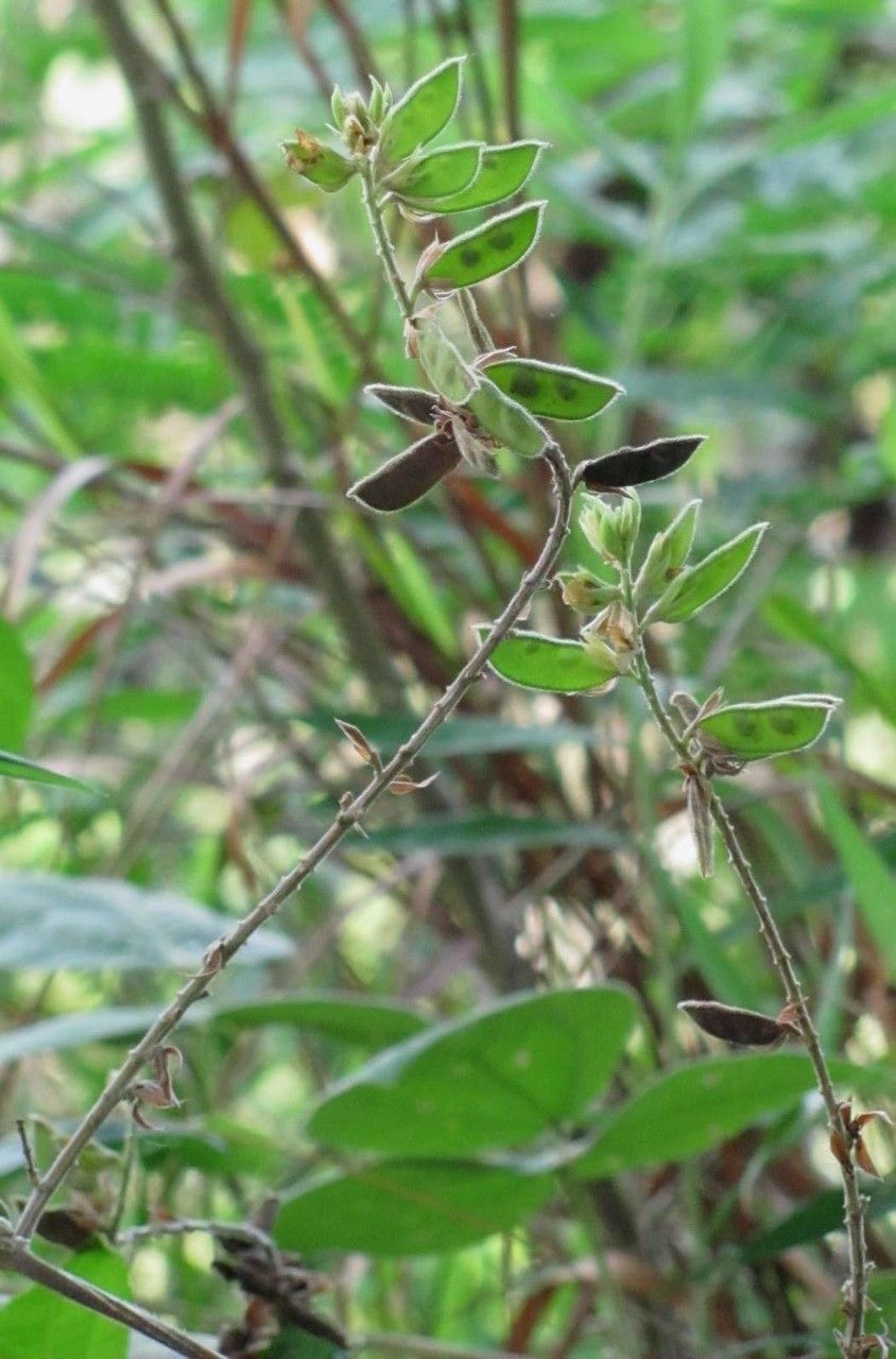 Rhynchosia reticulata fruit