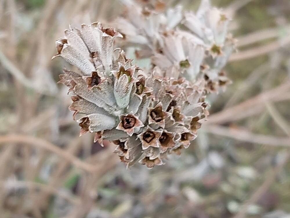 Colquhounia vestita flower