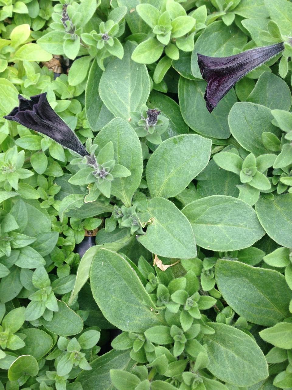 Petunia spp. leaf