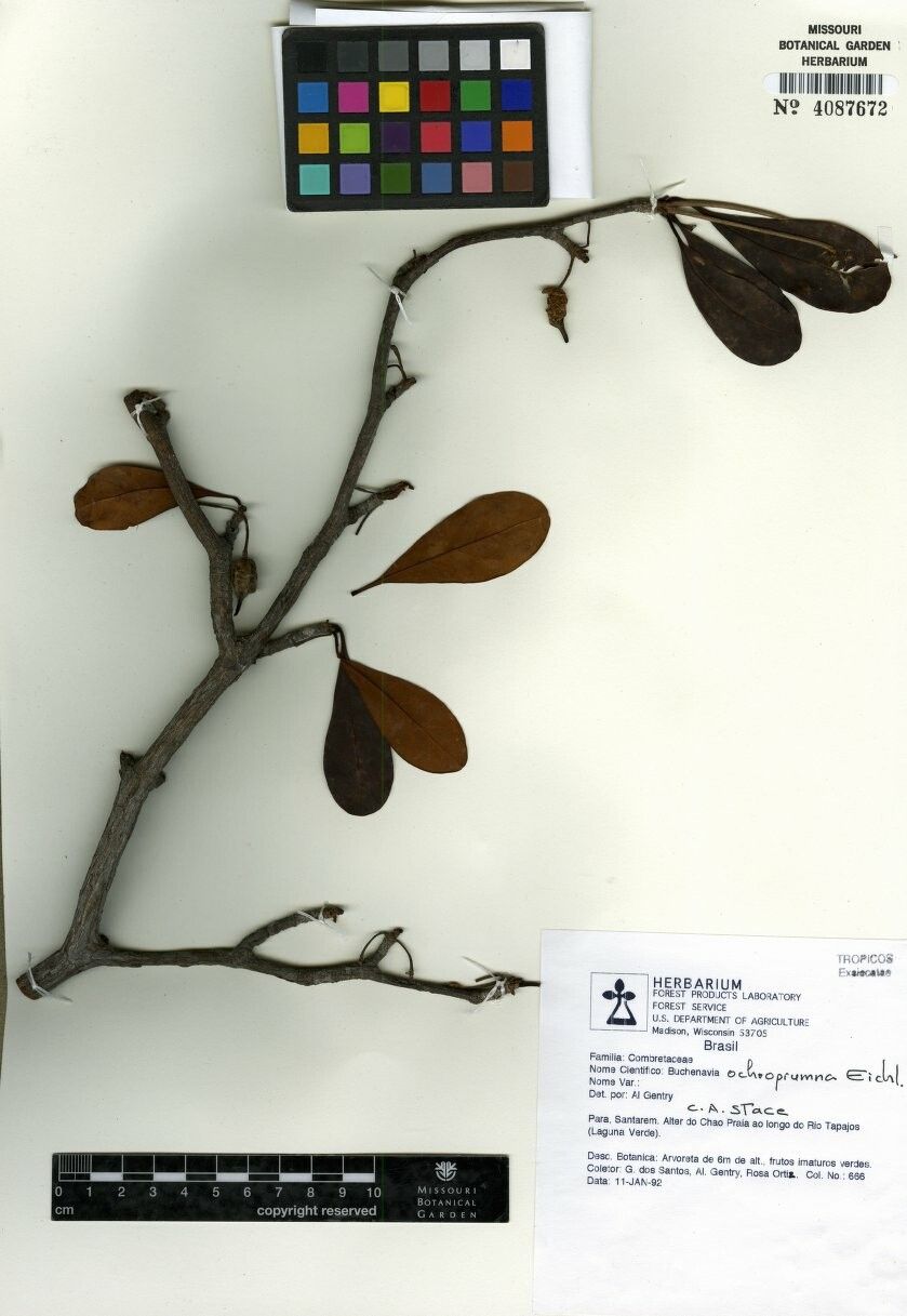 Terminalia ochroprumna — search result for 'Terminalia'