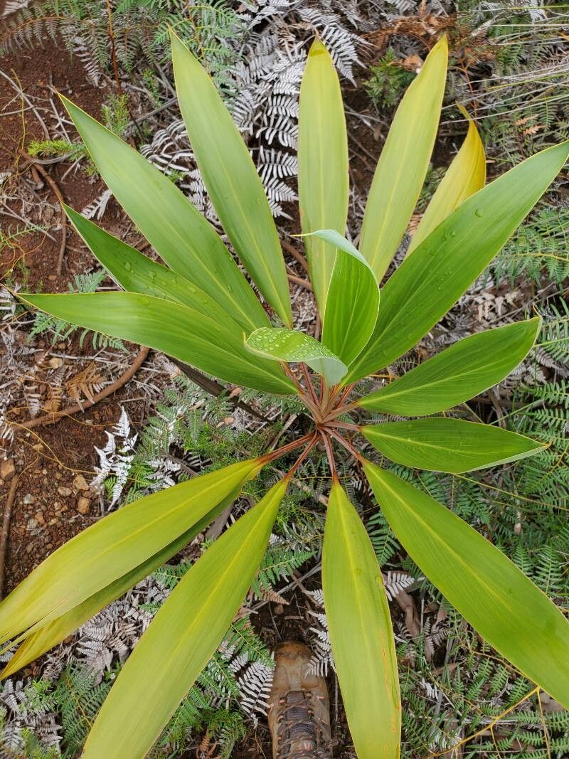 Cordyline neocaledonica — houseplant care guide