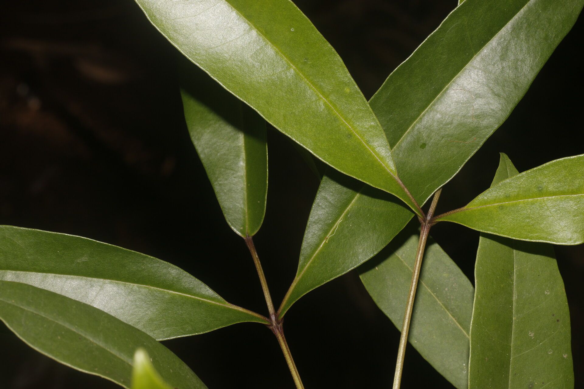 Tabebuia palustris — search result for 'Tabebuia'