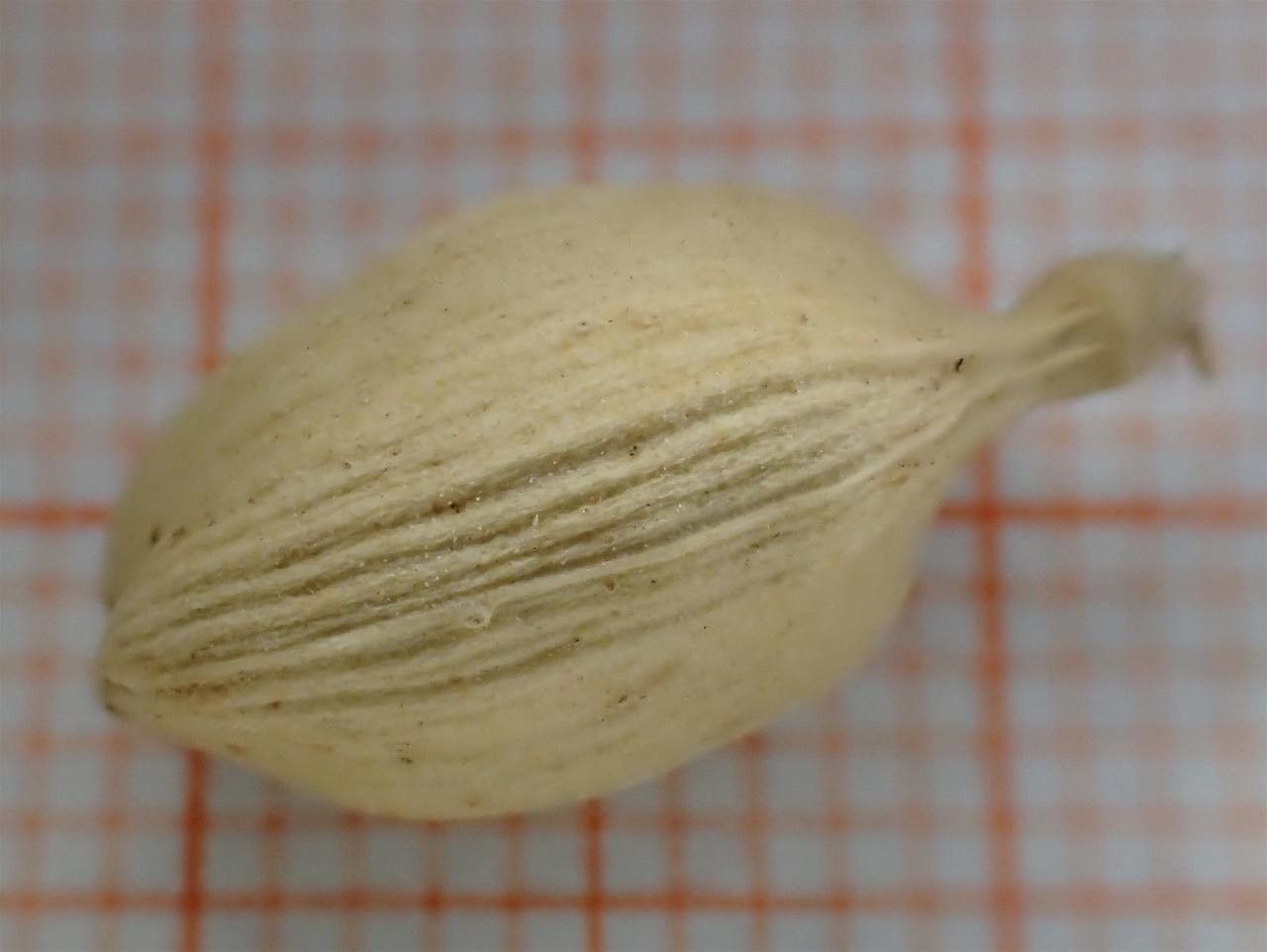 Elettaria cardamomum fruit