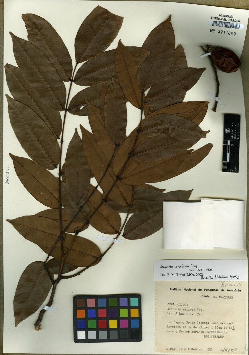 Swartzia sericea — houseplant care guide